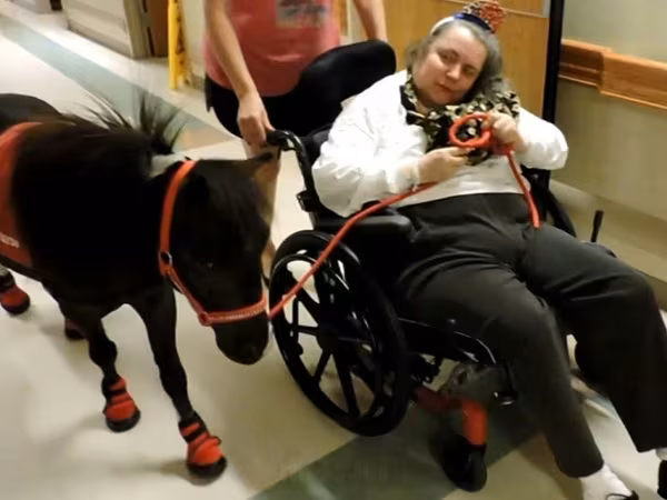 Pastuv, Miniature horse