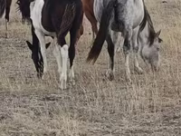 Yegua, Horse breed — foto 1