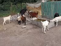 Jarac, Pomellata goat — fotografija 5