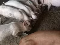 Boar, Pigs — photo 1