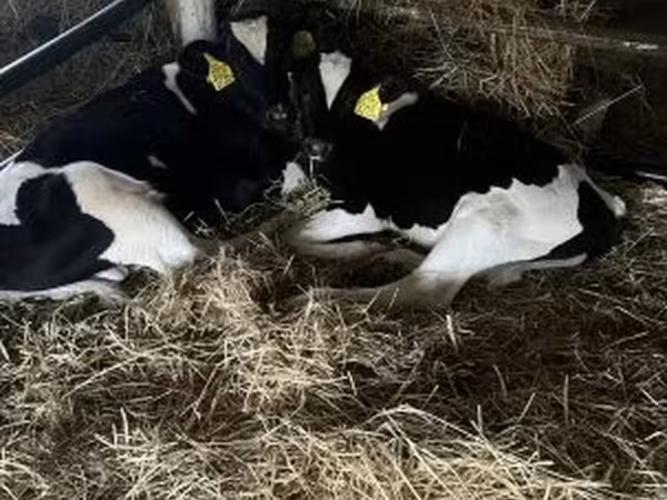 Buqa, Russian Black pied cattle — Vengriya