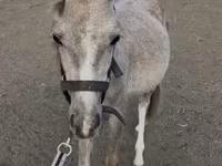 Yegua, Caballos — foto 1