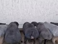 मेढ़ा, Arashan sheep — फ़ोटो 2