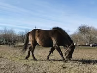 At, Hucul pony — foto 1