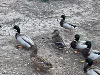 Ducks — fotografija 5
