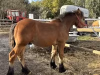 Caballo, Caballos — foto 3