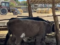 Byk, Simmental cattle — zdjęcie 4