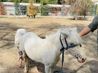 Pferde (Partie, Geschlecht nicht angegeben), Australian Pony — Foto 3