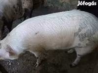 Cerdos (lote, sexo no especificado), Cerdos — foto 6