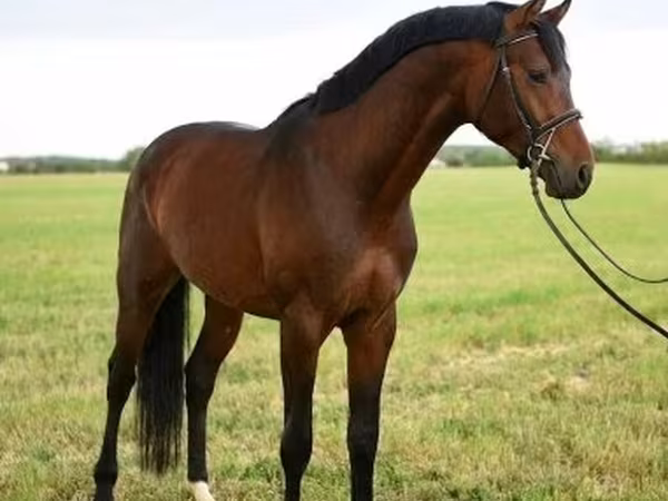 Pastuv, Thoroughbred horse