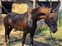 Кобила, Hungarian horse breed — фото 8