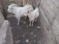 Kozioł, Kozy — zdjęcie 3