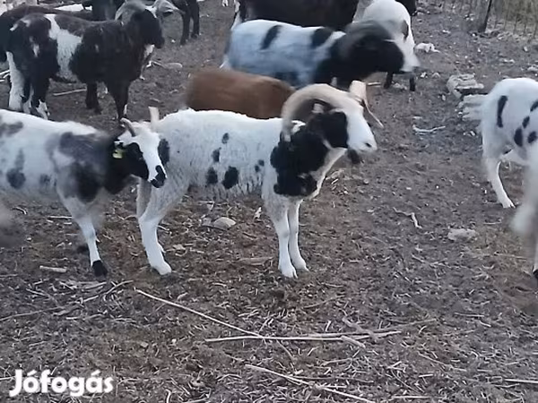 Carnero, Jacob's sheep