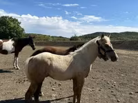Horse (M), Horses — photo 5