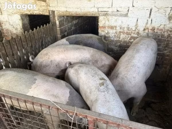 Boar, Pigs