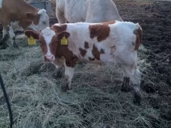 Byk, Simmental cattle