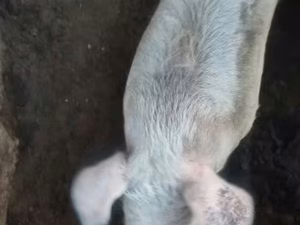 Schweine (Partie, Geschlecht nicht angegeben), Schweine