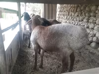 Carneiro, Ovelhas — foto 4