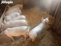 Krmača, Свиње — fotografija 4