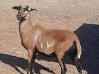Schaf, Cameroon sheep — Foto 2