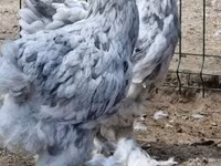 Brahma — Foto 3