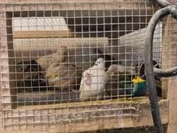 Quails — fotografija 8