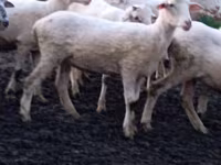 Ovca, Tsigai sheep — fotografija 2