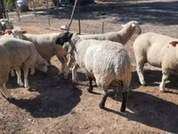 公羊, Ile-de-France sheep — 照片 4