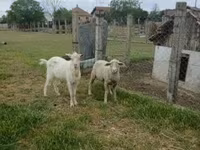 Bélier, Merino sheep — photo 3