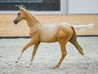 Cavalo, Cavalos — foto 2