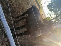 Cavalo, Cavalos — foto 4