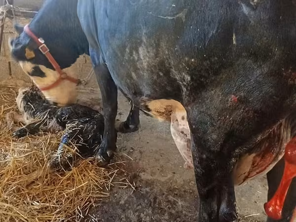Krava, Holštajnska rasa
