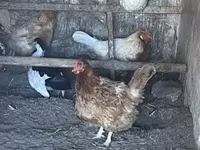 Brahma — zdjęcie 1