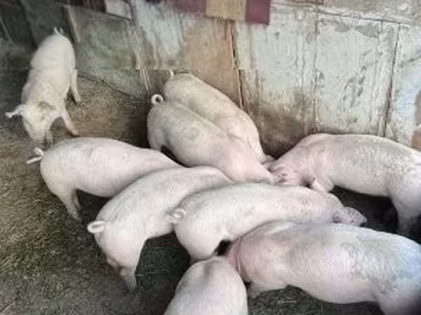 Świnie (partia, płeć nieokreślona), 