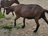 母山羊, Alpine goat — 照片 4