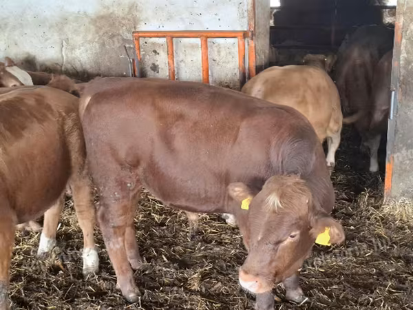 Bik, Simmental cattle