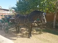 Бие, Hungarian horse breed — 5-сурет