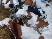 Buğa, Simmental cattle — foto 1