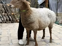 Ovca, Awassi sheep — fotografija 4
