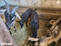 Ziege, Ziegen — Foto 3