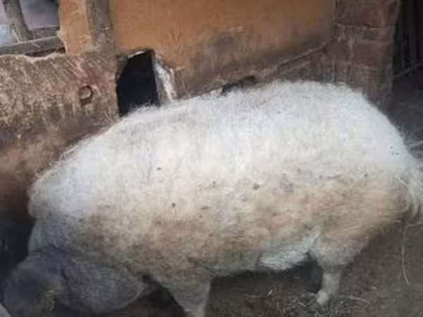 Cerda, Мангалица