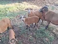 Bélier, Cameroon sheep — photo 3