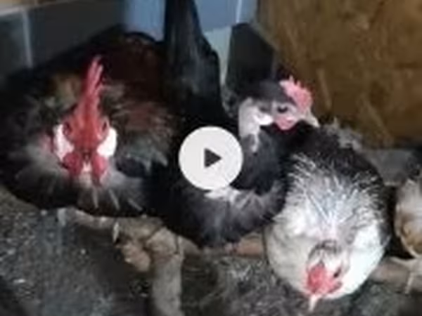Chickens