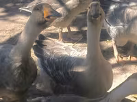 Geese — fotografija 5