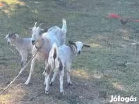 Billy Goat, Goats — photo 2