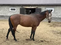 Pastuv, Thoroughbred horse — fotografija 8