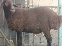 Ram, Sheep — photo 2