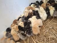Chickens — 写真 1