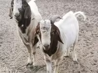 बकरा, Boer goat — फ़ोटो 1