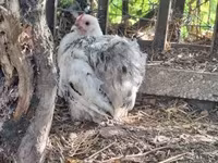 Australorp — photo 2
